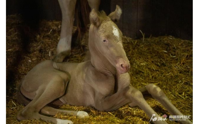 萌萌噠！小汗血馬在烏魯木齊“趕趟兒”出生