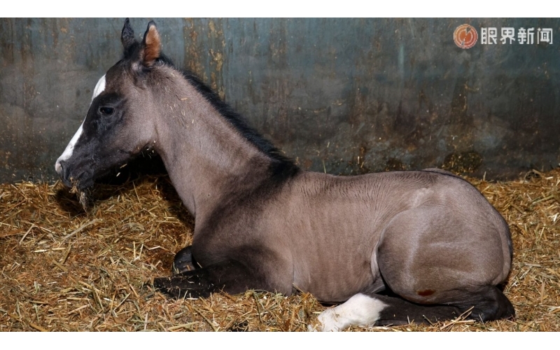 今年烏魯木齊首匹汗血馬降生